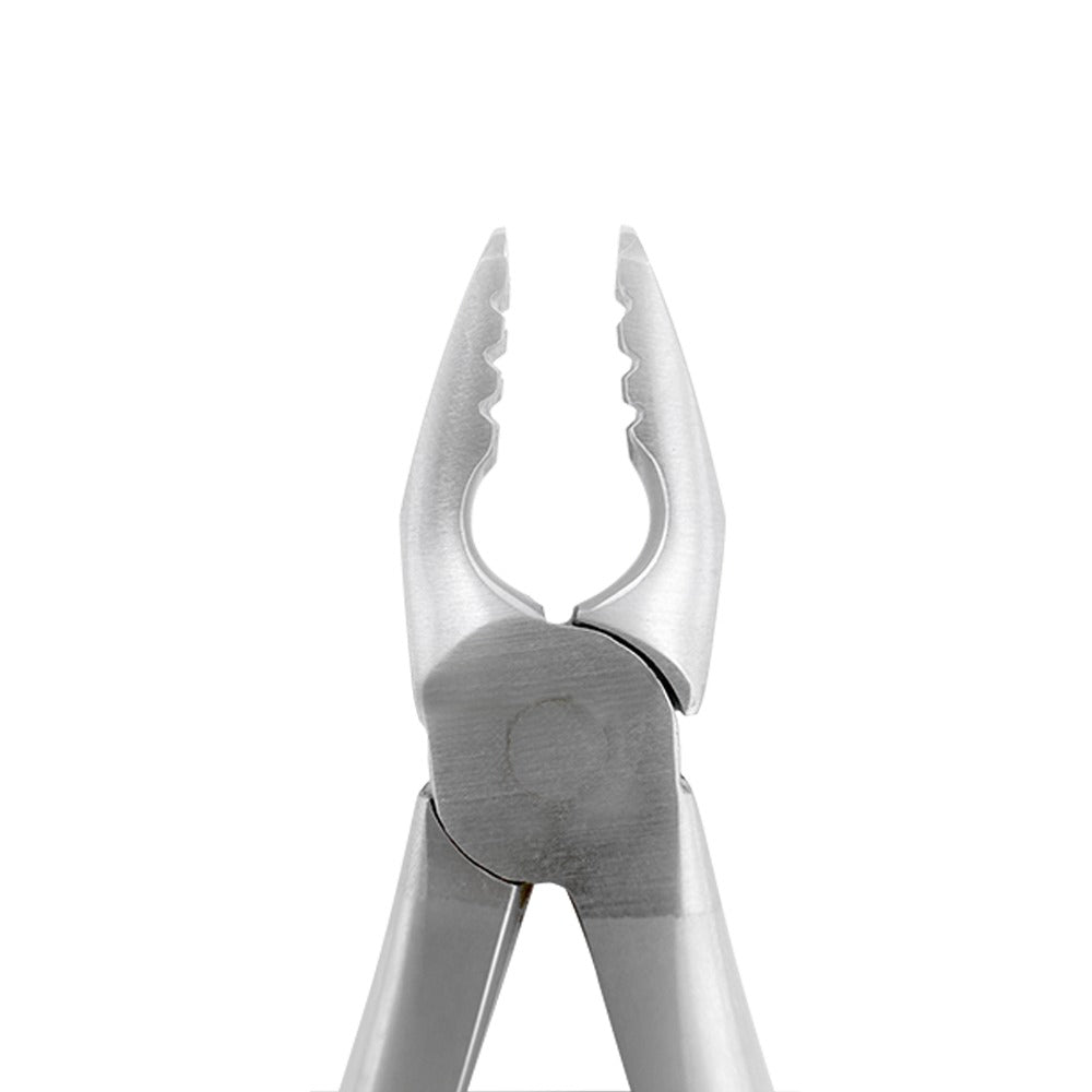 Front view of serrated beaks on Atraumatic Extraction Forceps F1