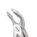 Angled close-up of Power Atraumatic Extraction Forceps #151 F2P showing tapered beaks for lower premolars