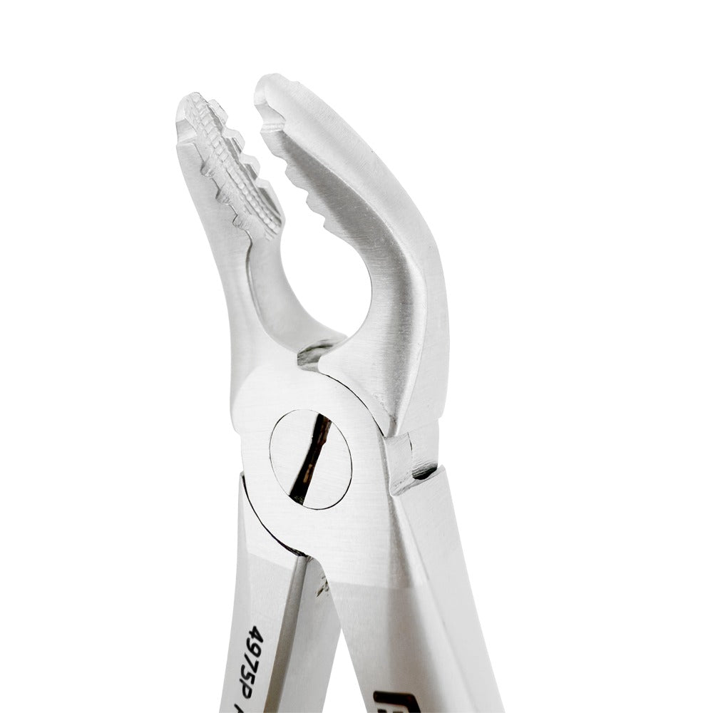 Angled close-up of Power Atraumatic Extraction Forceps #151 F2P showing serrated tapered beaks for lower premolars