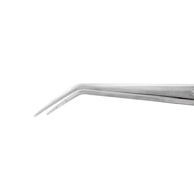 Close-up of angled serrated jaws on London College Tissue Forceps – SKU 6517