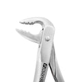 Close-up of standard beaks on Power Ash F4P lower anterior atraumatic extraction forceps – SKU 4977N